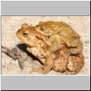 Bufo bufo - Erdkroete 12c Niedringhaussee.jpg